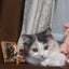画像 マンチカンの子猫とドタバタ日記のユーザープロフィール画像
