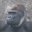 画像 動物園巡りとアニマル動画のブログ屋さんのユーザープロフィール画像