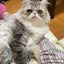 画像 にゃんこの夢日記                                 DOLLY DOLL catsのユーザープロフィール画像
