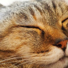 じむいんのプロフィール