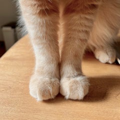 べこぷのプロフィール