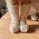 うちのごはん、時々猫。