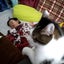 ゆる猫のサムネイル