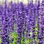 harb-aroma-recipeのサムネイル