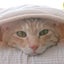 ねこまるのサムネイル
