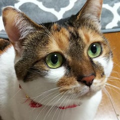 キャットママのプロフィール