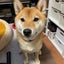 サスケパパのサムネイル