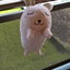 しろくだーもーだーのサムネイル