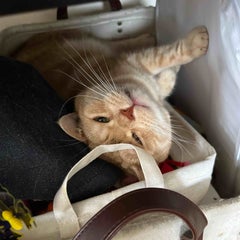 mamsのプロフィール