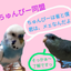 画像 ちゅんぴー同盟(飼い鳥＆野鳥との日々）のユーザープロフィール画像