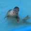 oishiiocha1のサムネイル