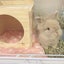 しぃちゃんのサムネイル