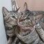画像 お花✤猫✤お出かけ記録のユーザープロフィール画像
