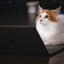 画像 将棋のことを、思うがままに。のユーザープロフィール画像