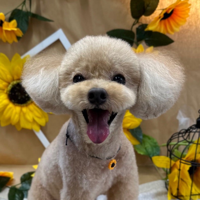Z君のパパさんのプロフィールページ
