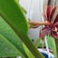 画像 食虫植物の世界のユーザープロフィール画像