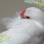 画像 ♡幸せの白い鳥♡のユーザープロフィール画像