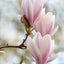 画像 ayu-zosuiのブログのユーザープロフィール画像