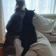 みかるのおすすめのサムネイル