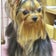 ココヨ－キ－タケモリ（石川県金沢市）ヨークシャ－テリア専門犬舎　子犬お譲りいたします