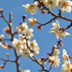 未来への祈りのプロフィール