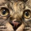るるるのサムネイル