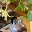画像 町田市 小山ヶ丘　花とアロマと雑貨が好きなecoサロン　美容室 ピリカ のブログのユーザープロフィール画像