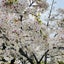 ameのサムネイル