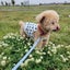 菜の子のサムネイル