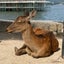 らいまるのサムネイル