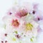 画像 桜の古書のユーザープロフィール画像
