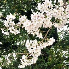 sanmon-akikoのプロフィール