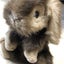 ネコニコのサムネイル