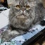 愛猫、糖尿病とリンパ腫になるのサムネイル