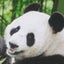 画像 パンダのつぶやき　たまに家計簿と投資の記録　のユーザープロフィール画像