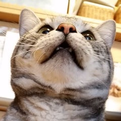 ティロのプロフィール