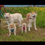 画像 秋田犬とポメと保護っ子達のユーザープロフィール画像