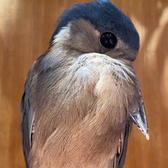 アイスのプロフィール