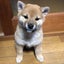 yukifuru0322のサムネイル