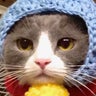 春香のプロフィール