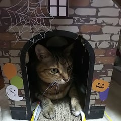 オリさんのプロフィール