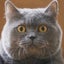 ふてねこのサムネイル