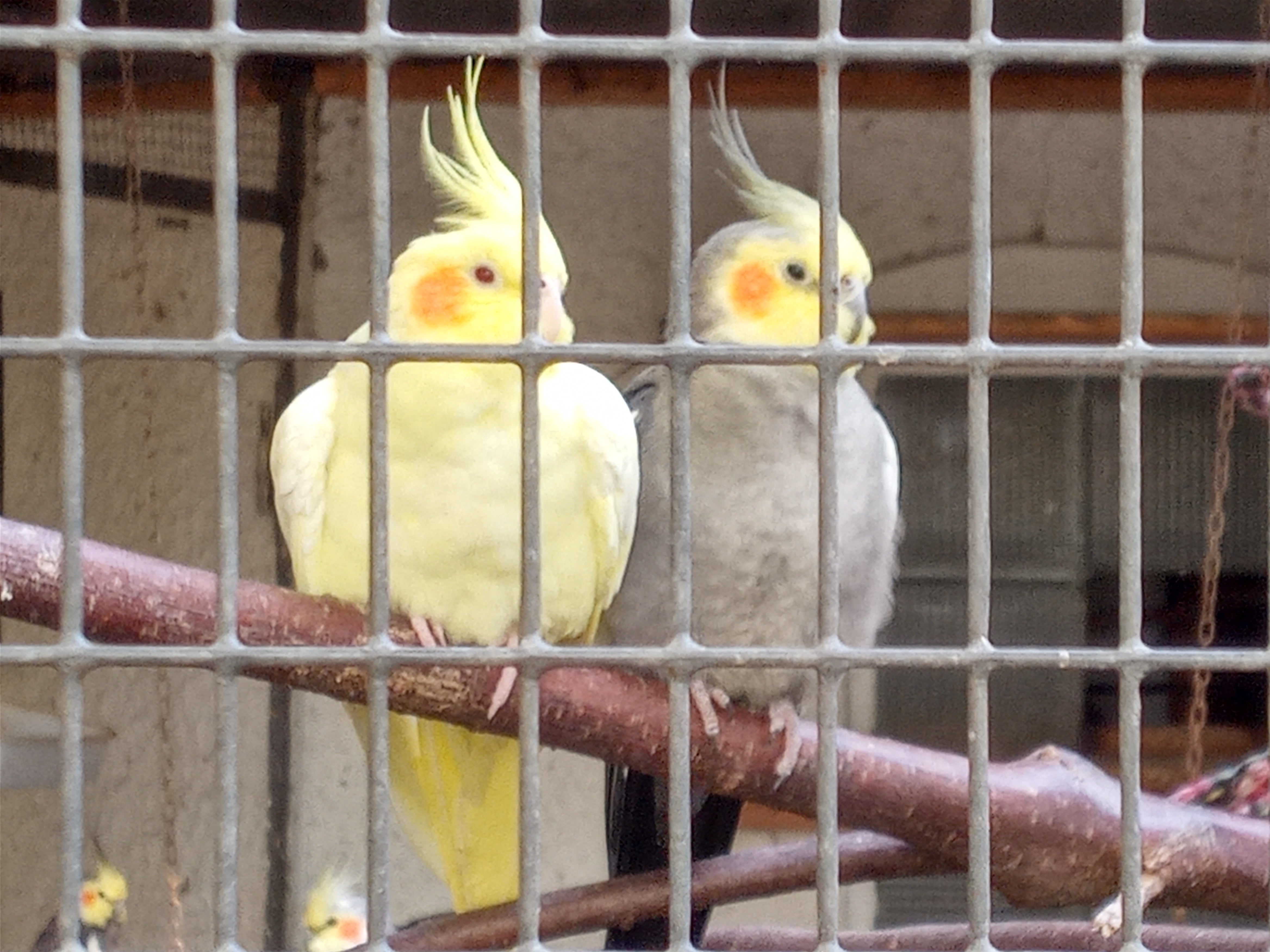 質問された。「靴のサイズ測ったの⁉」…えっ!？ | スイスで暮らす