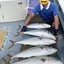 画像 高級魚ハンターが釣って食う!!のユーザープロフィール画像