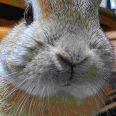 うさぞうのプロフィール