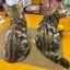 ronaandsenangのサムネイル