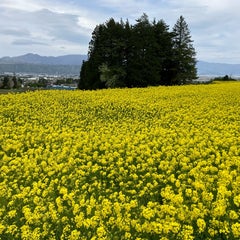 メグのブログのプロフィール