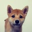 柴犬りんちゃん＆猫のななちゃんのサムネイル