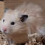 たればうあーのサムネイル