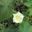 画像 haruの菜園日記のユーザープロフィール画像